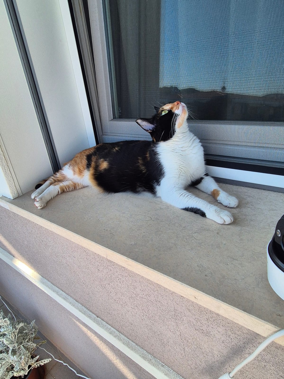 Gatto calico