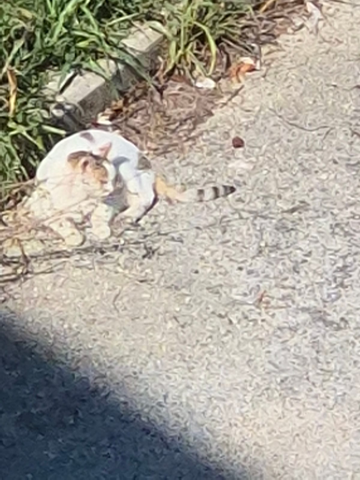 Gatto avvistato